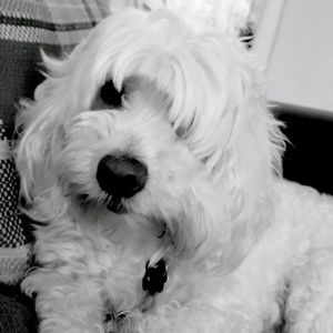 Meet your Posher, Ami